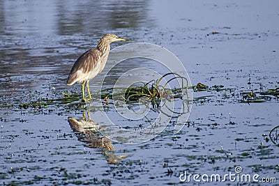 American bittern, Botaurus lentiginosus, Lake, Reflection Stock Photo