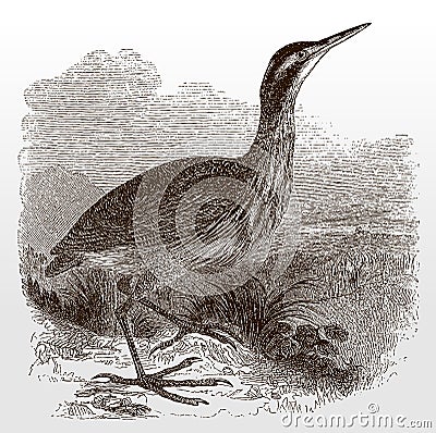 American bittern, botaurus lentiginosus in side view standing in a grassy landscape with high grasses Vector Illustration