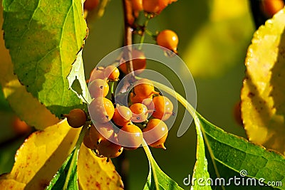 American bittersweet. Autumn yellow berries. Stock Photo