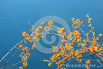 American bittersweet vine in Fall Stock Photo