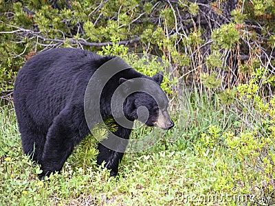 American black bear in Jasper, Alberta Stock Photo