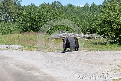 American black bear near habitation Stock Photo