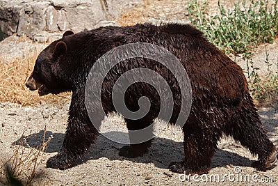 American black bear Ursus americanus Stock Photo