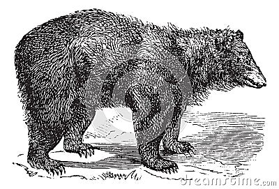 American Black bear Ursus americanus, vintage engraving Vector Illustration
