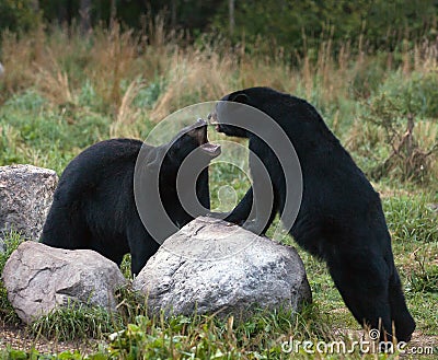 American Black Bears Stock Photo