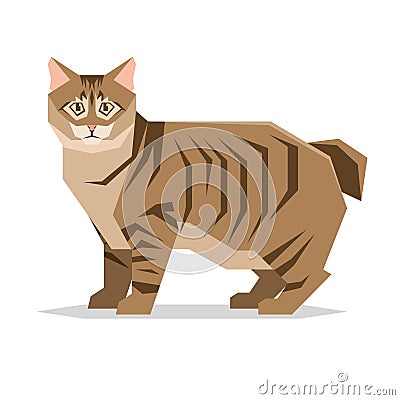 American Bobtail Cat Breed on white background Vector Illustration