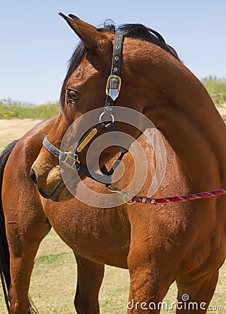 American Bred Brown Gelding Horse Stock Photo