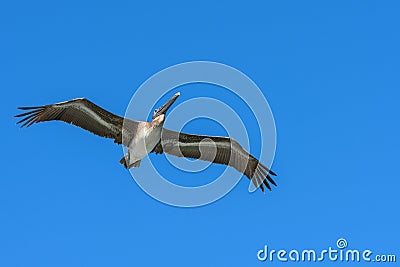 American Brown Pelican flying. Pelecanus occidentalis. Blue sky background. Stock Photo