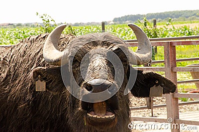 American buffalo face cloce by Stock Photo