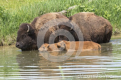 American buffalos in water Stock Photo