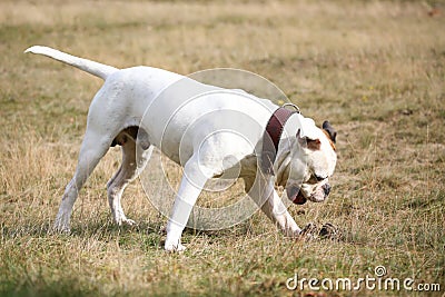 American bulldog and his ball Stock Photo