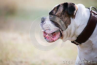 American bulldog Stock Photo