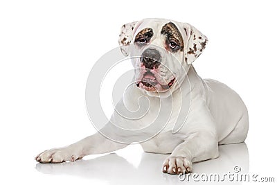 American Bulldog Stock Photo