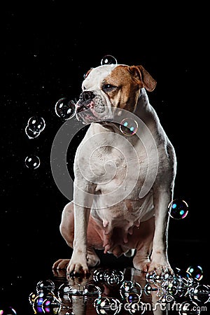 American Bulldog, dog Motion in the water, aqueous shooting Stock Photo