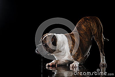 American Bulldog, dog Motion in the water, aqueous shooting Stock Photo