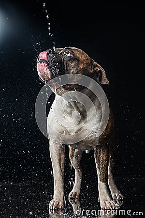 American Bulldog, dog Motion in the water, aqueous shooting Stock Photo