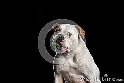 American Bulldog, dog Motion in the water, aqueous shooting Stock Photo