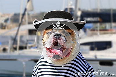 American Bulldog dressed in a pirate clothing Stock Photo