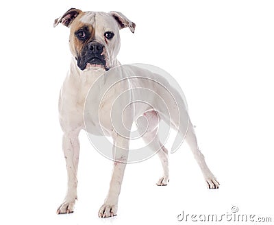 American bulldog Stock Photo