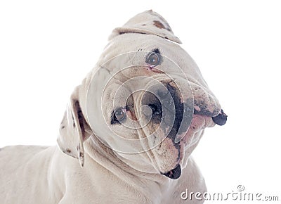 American bulldog Stock Photo