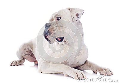 American bulldog Stock Photo