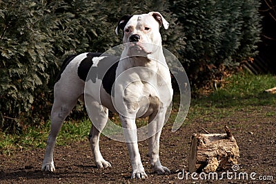 American Bulldog in the garden with wood Stock Photo