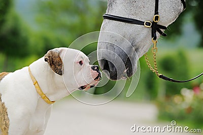 American bulldog and horse Stock Photo