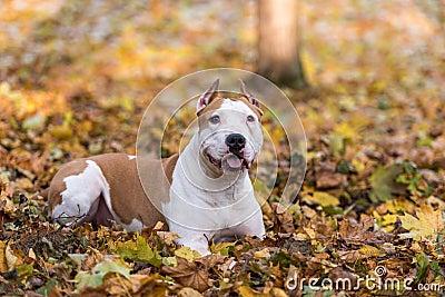 American Bulldog is Lying on the Ground. Stock Photo