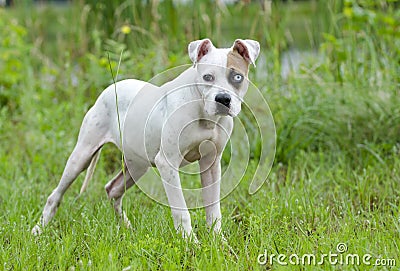 American Bulldog mixed breed puppy with blue eye Stock Photo