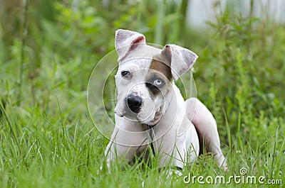 American Bulldog mixed breed puppy with blue eye Stock Photo