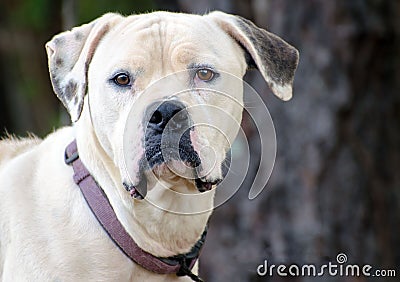 American Bulldog Stock Photo