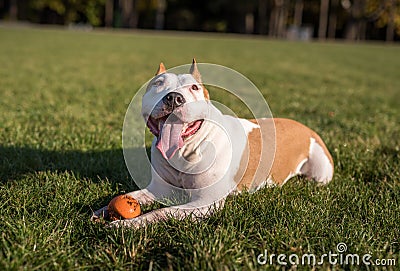 American Bulldog is Playing on the Ground. Stock Photo