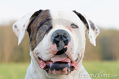 American bulldog portrait Stock Photo