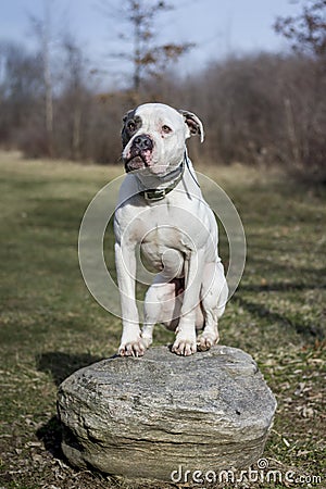 American Bulldog Posing Stock Photo
