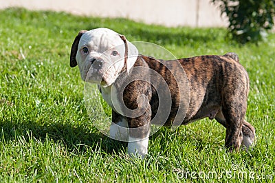 American Bulldog puppy on nature Stock Photo