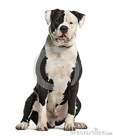 American Bulldog sitting against white background Stock Photo