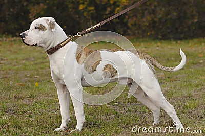 American bulldog standing Stock Photo