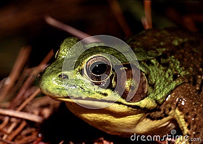 American Bullfrog Stock Photo