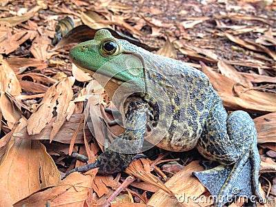 American bullfrog Stock Photo