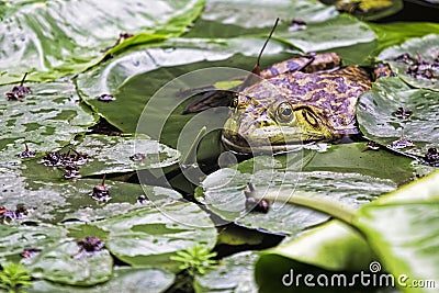 American Bullfrog an invasive species of frog introduced to Chin Stock Photo