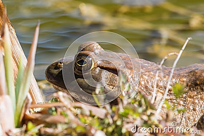 American Bullfrog outdoors Stock Photo