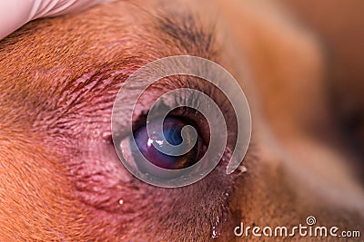 American bully dog breed with entropion and corneal ulcer Stock Photo
