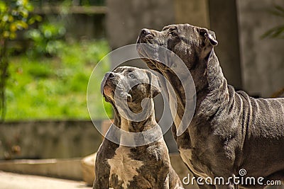 American Bully dogs waiting Stock Photo