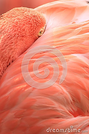 Pink coloured cuban flamingo close-up