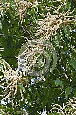 American chestnut flowers Stock Photo