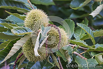 American chestnut fruits Stock Photo