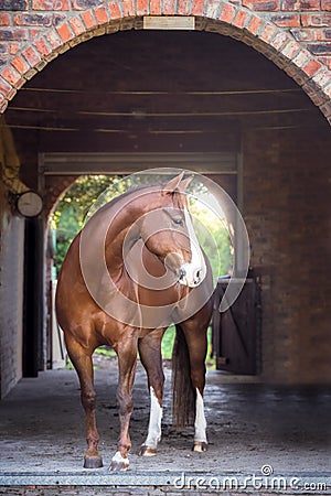 American chestnut Quarter horse at Stable Barn Stock Photo