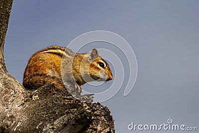 American Chipmunk warming himself in a tree at sunrise Stock Photo