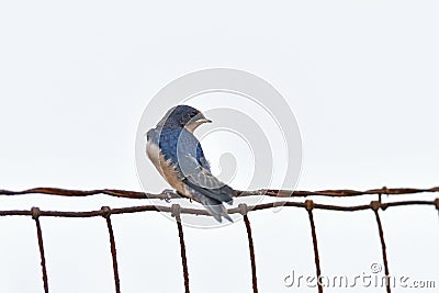 American Cliff Swallow - Juvenile Stock Photo