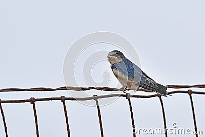 American Cliff Swallow - Juvenile Stock Photo